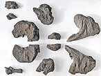 Planohybodus grossiconus cartilage Fossile du jurassique Boulonnais